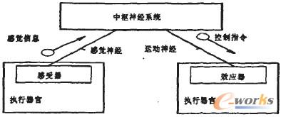 圖1 人體控制系統(tǒng)示意圖
